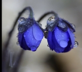 Galerie Arrangements